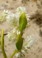 Image of Ptilotus villosiflorus F. Müll.