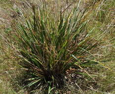 Image of Dianella callicarpa G. W. Carr & P. F. Horsfall