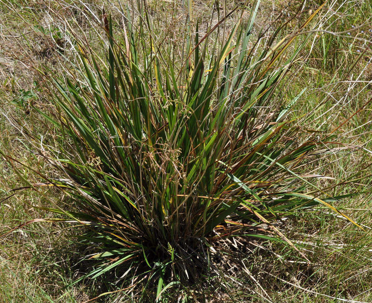 Image of Dianella callicarpa G. W. Carr & P. F. Horsfall