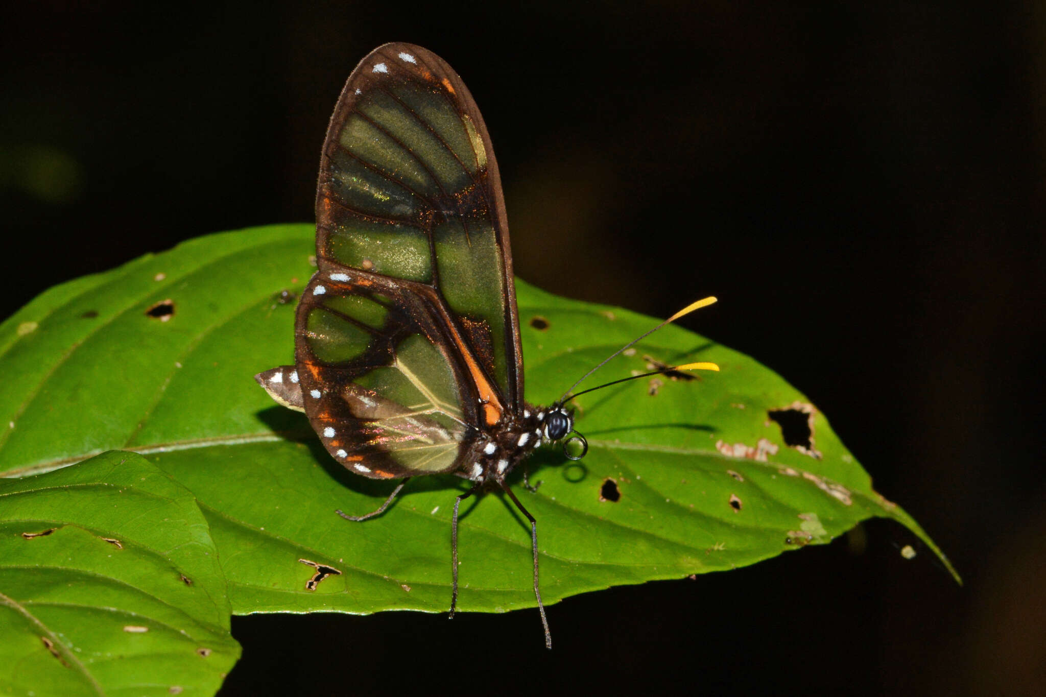 Image of Callithomia lenea Cramer 1782