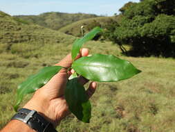 Imagem de Gardneria ovata Wall.