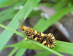 Image of Euplocamus ophisa (Cramer 1779)