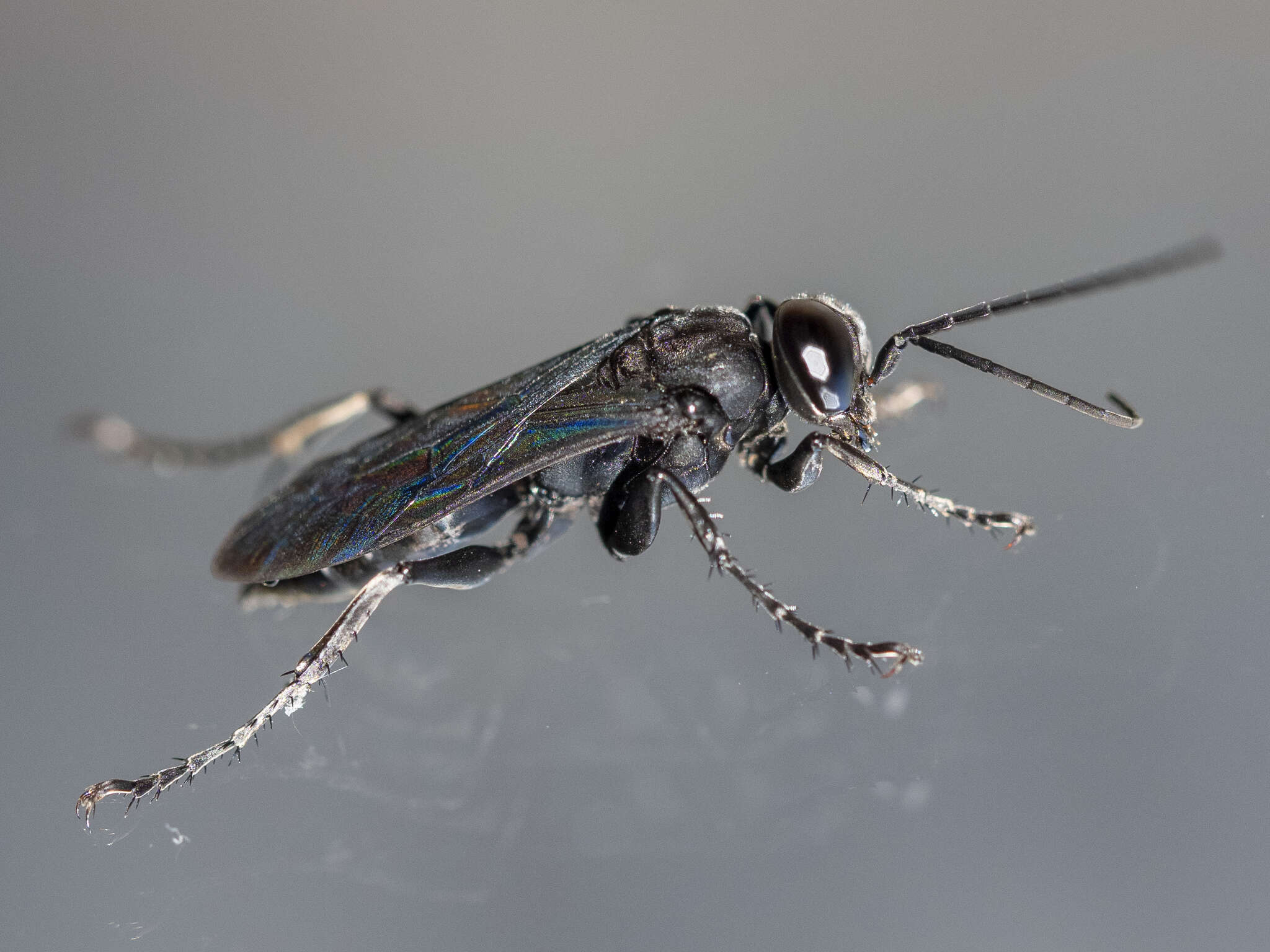 Image of Crabronid wasp