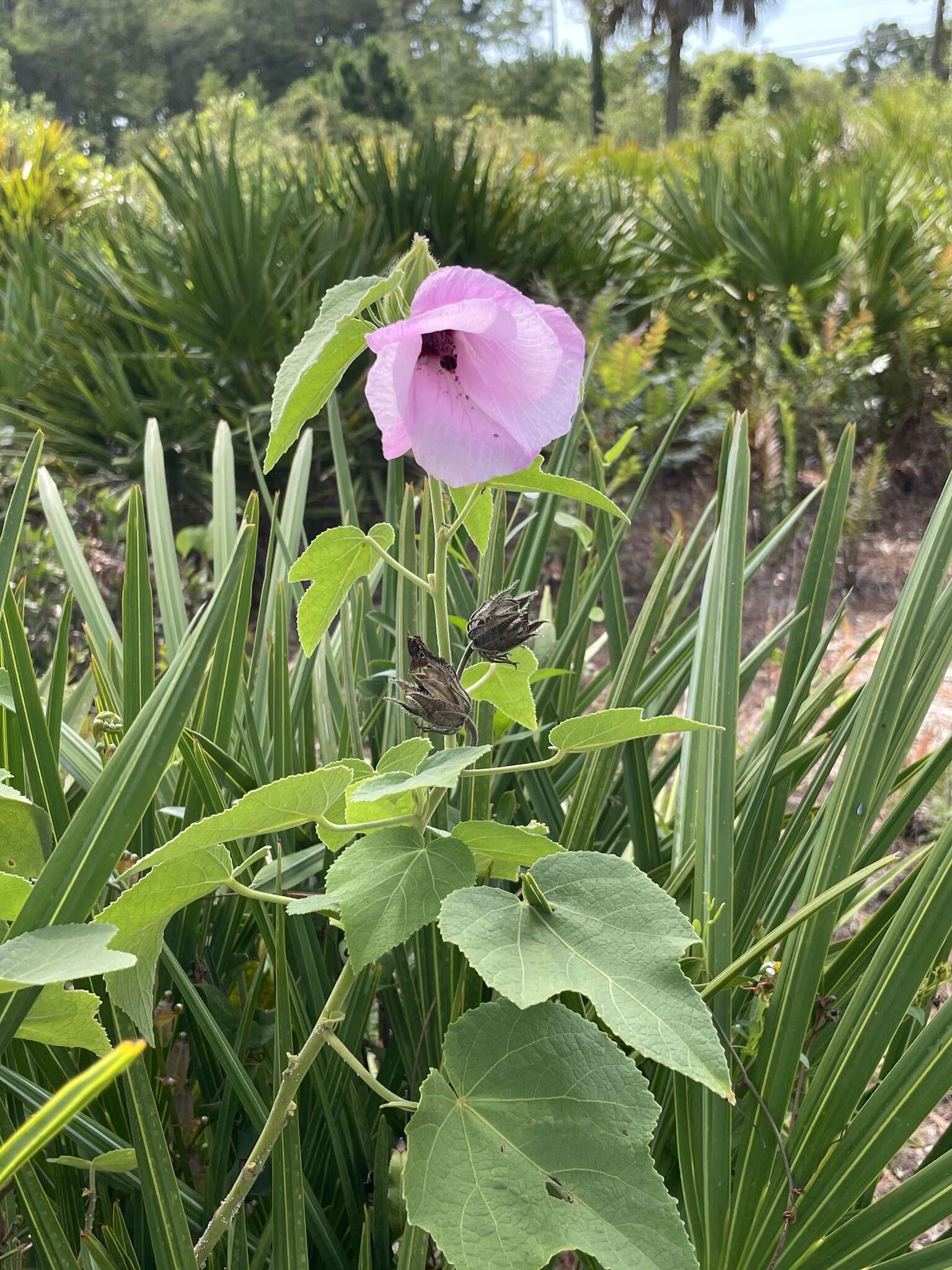 Sivun Hibiscus furcellatus Desr. kuva