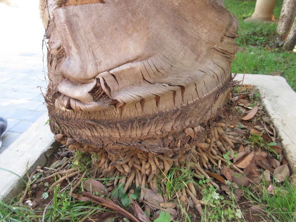 Image of Burmese fishtail palm