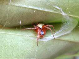 Imagem de Araneus workmani (Keyserling 1884)