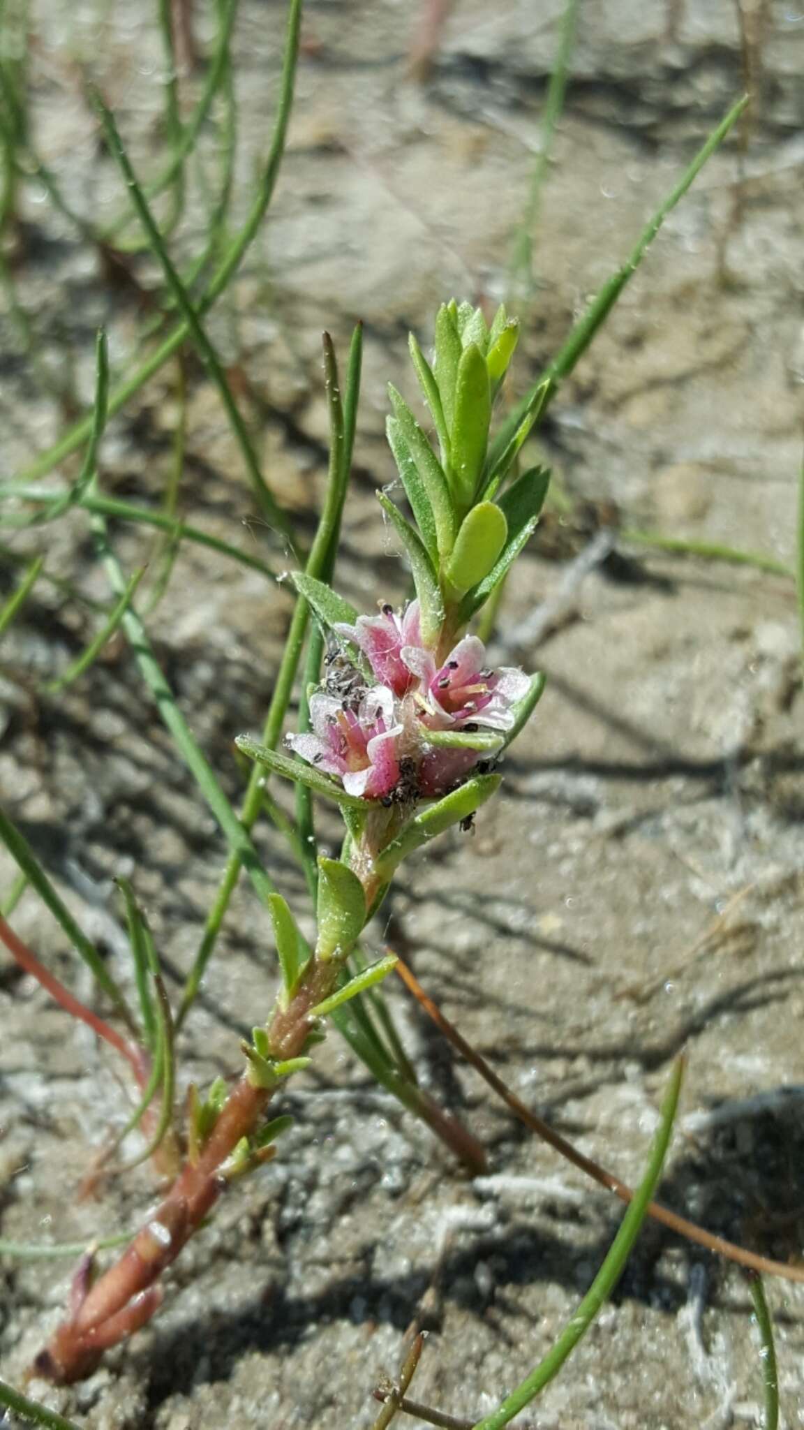 Image of black saltwort