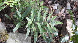 Pteris cretica subsp. cretica resmi