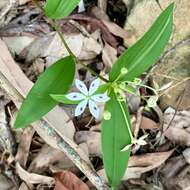 Image of Schelhammera multiflora R. Br.