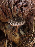 Image of Pluteus perroseus E. Horak 1983