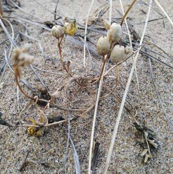 Image of Linaria buriatica Turcz.