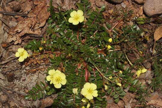 Imagem de Hypseocharis pimpinellifolia Remy