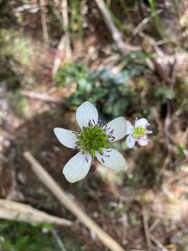 Knowltonia hepaticifolia (Hook. fil.) Christenh. & Byng的圖片