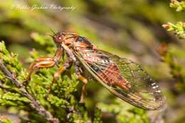 Image of blood redtail cicada