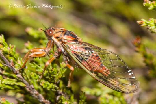 Image of blood redtail cicada