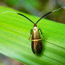 Imagem de Nemophora aurifera Butler 1881