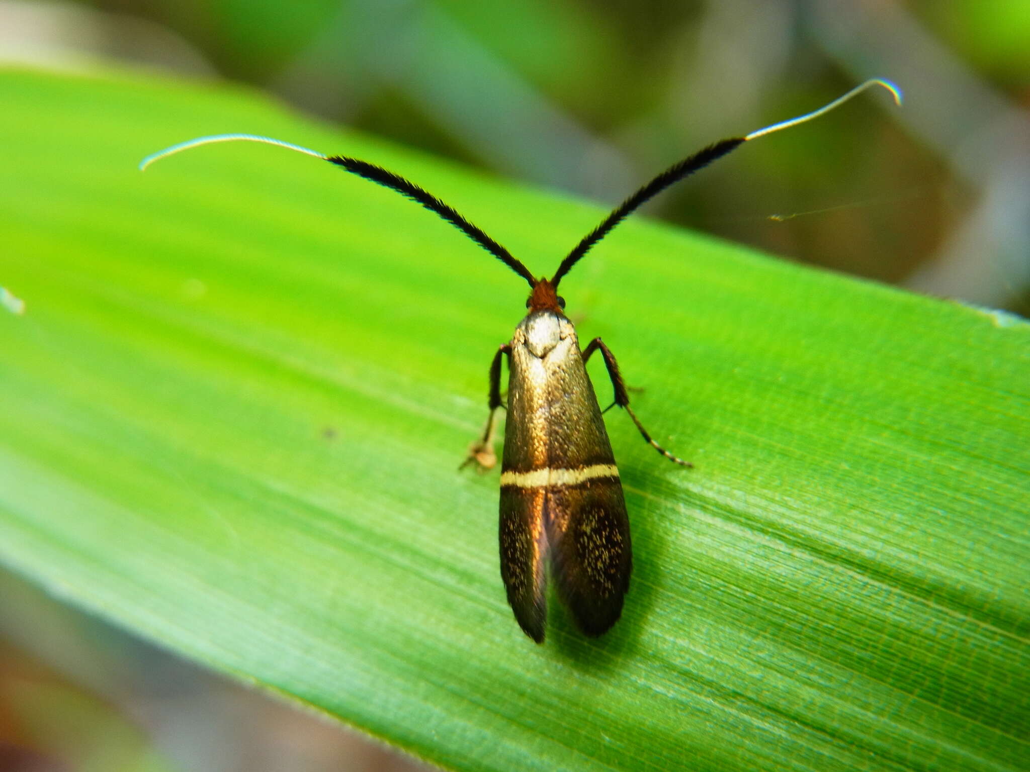 Image de Nemophora aurifera Butler 1881