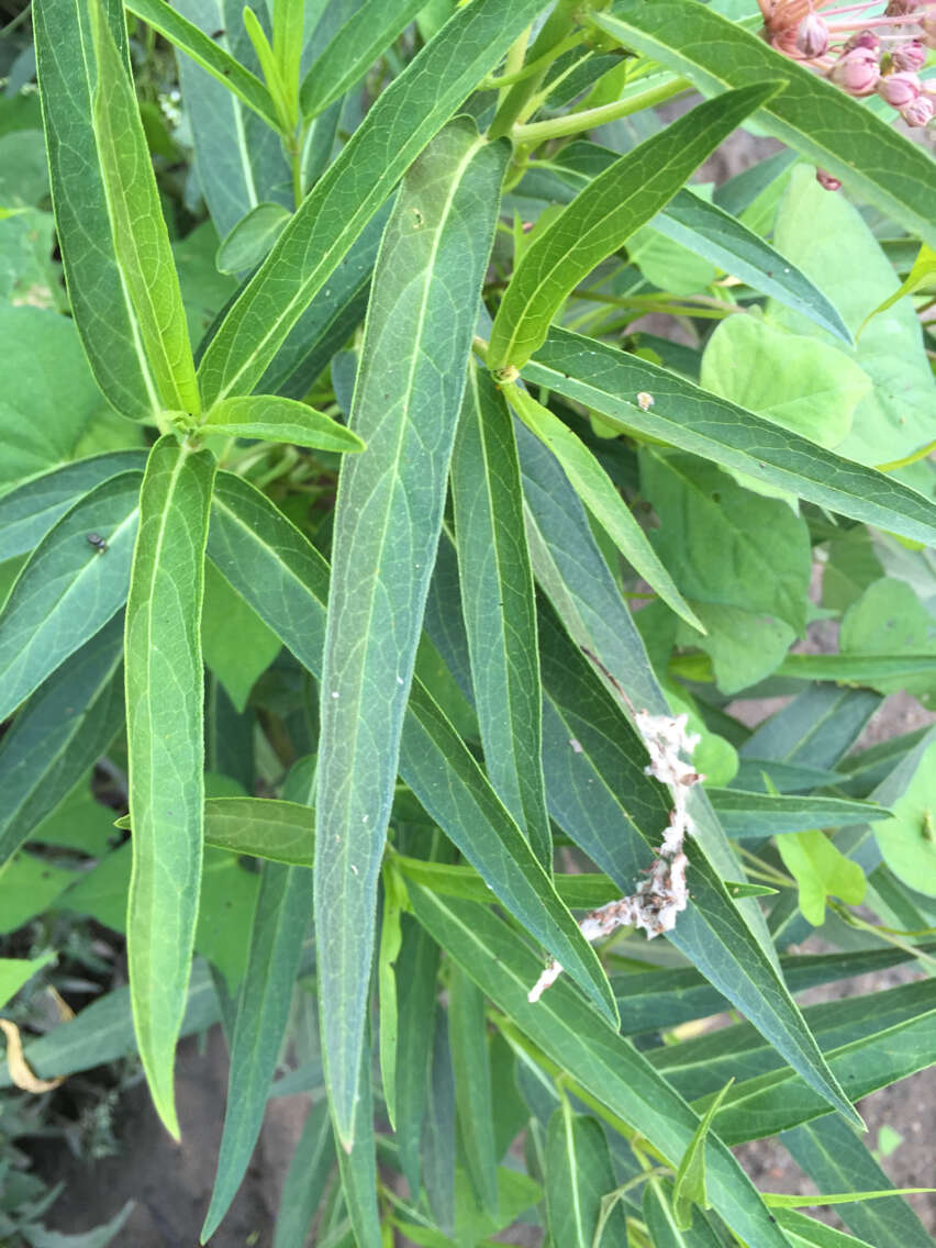 Image of swamp milkweed