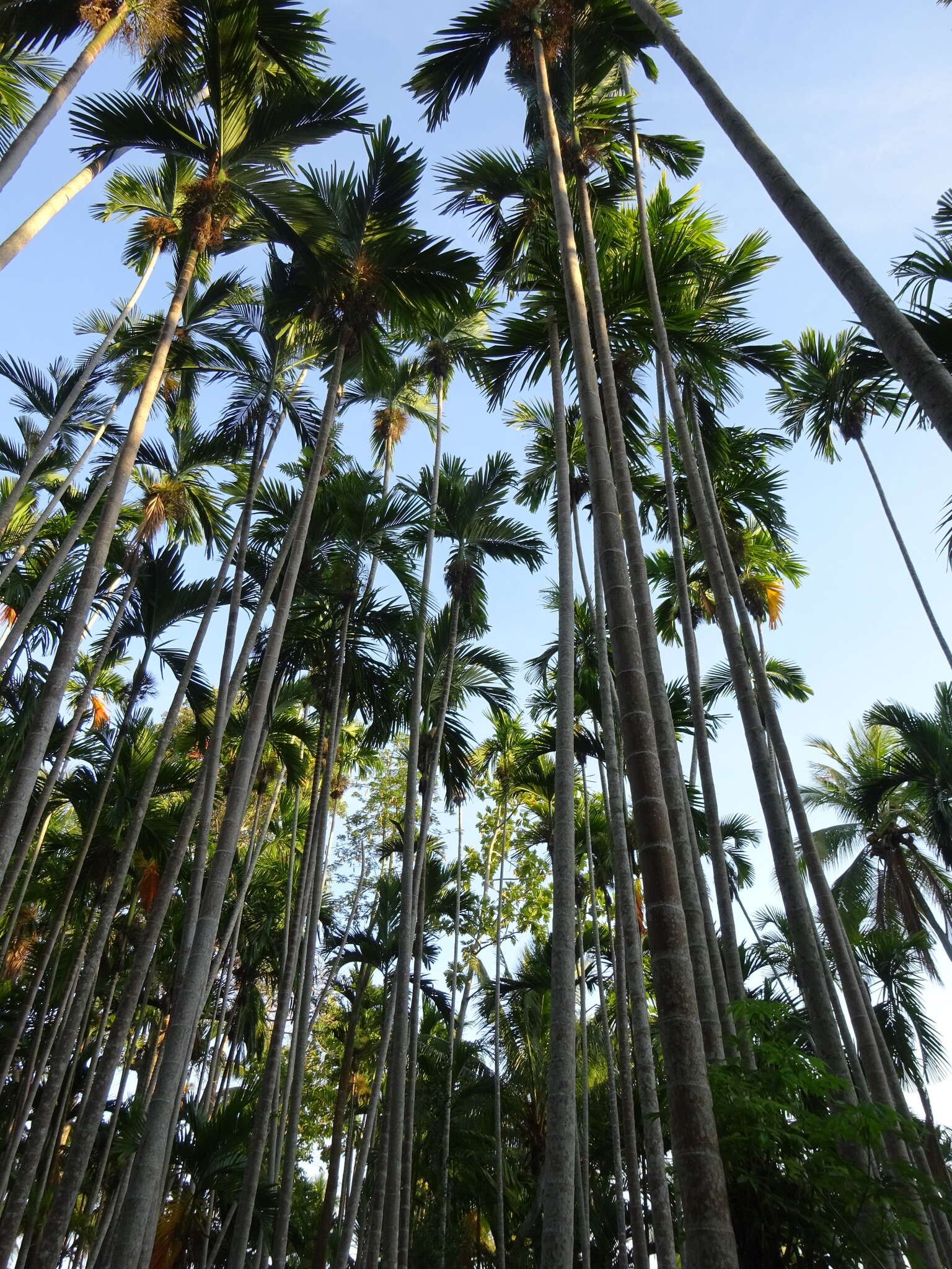 Image of betel palm