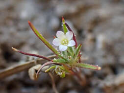 Image of divaricate navarretia