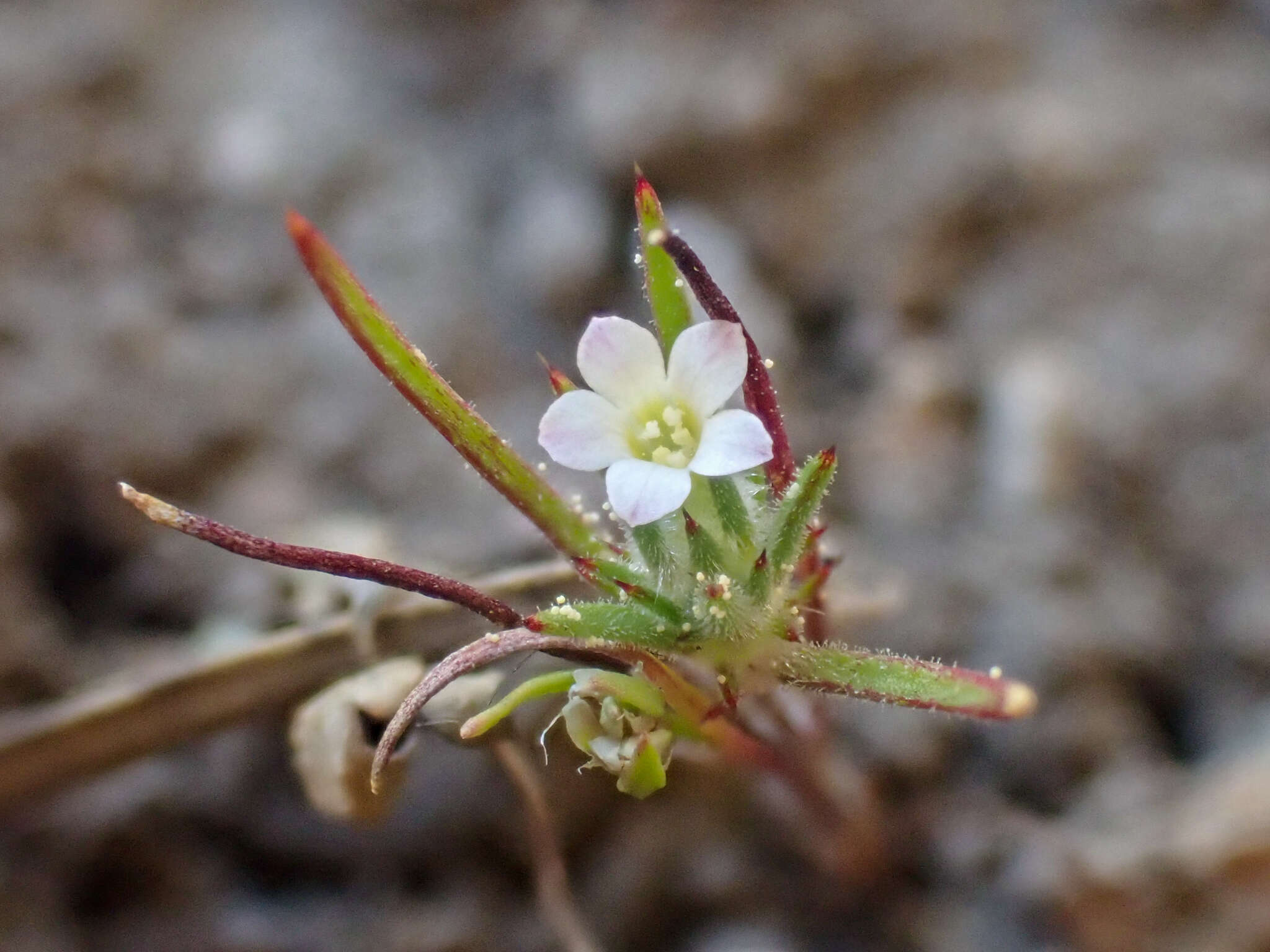 Image of divaricate navarretia