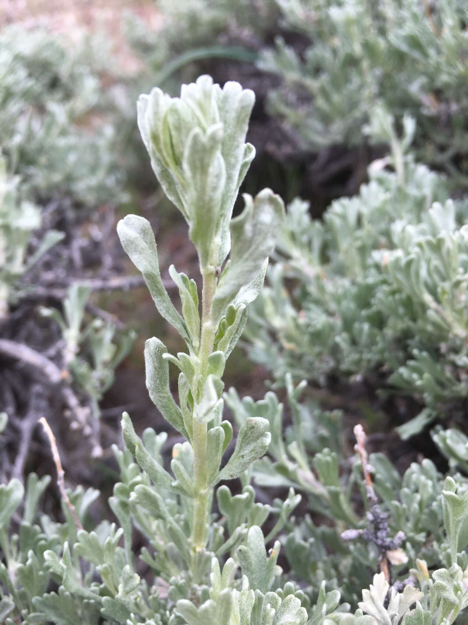 Imagem de Artemisia tridentata subsp. wyomingensis Beetle & Young