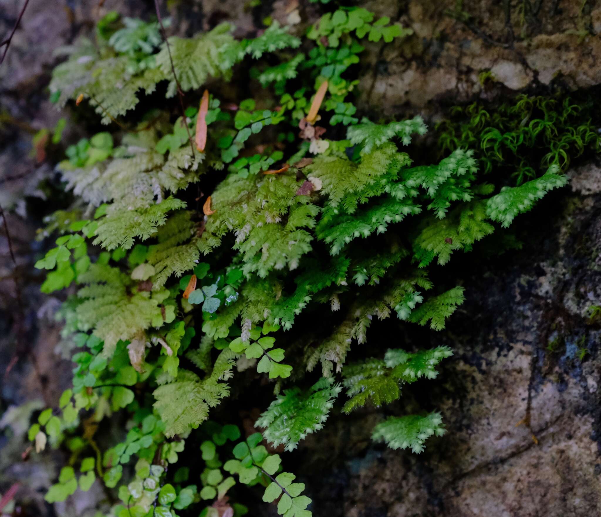 Plancia ëd Hypopterygium flavolimbatum C. Müller 1850