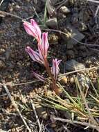 Image of Lachenalia corymbosa (L.) J. C. Manning & Goldblatt