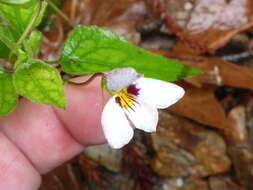 صورة Viola ocellata Torr. & Gray