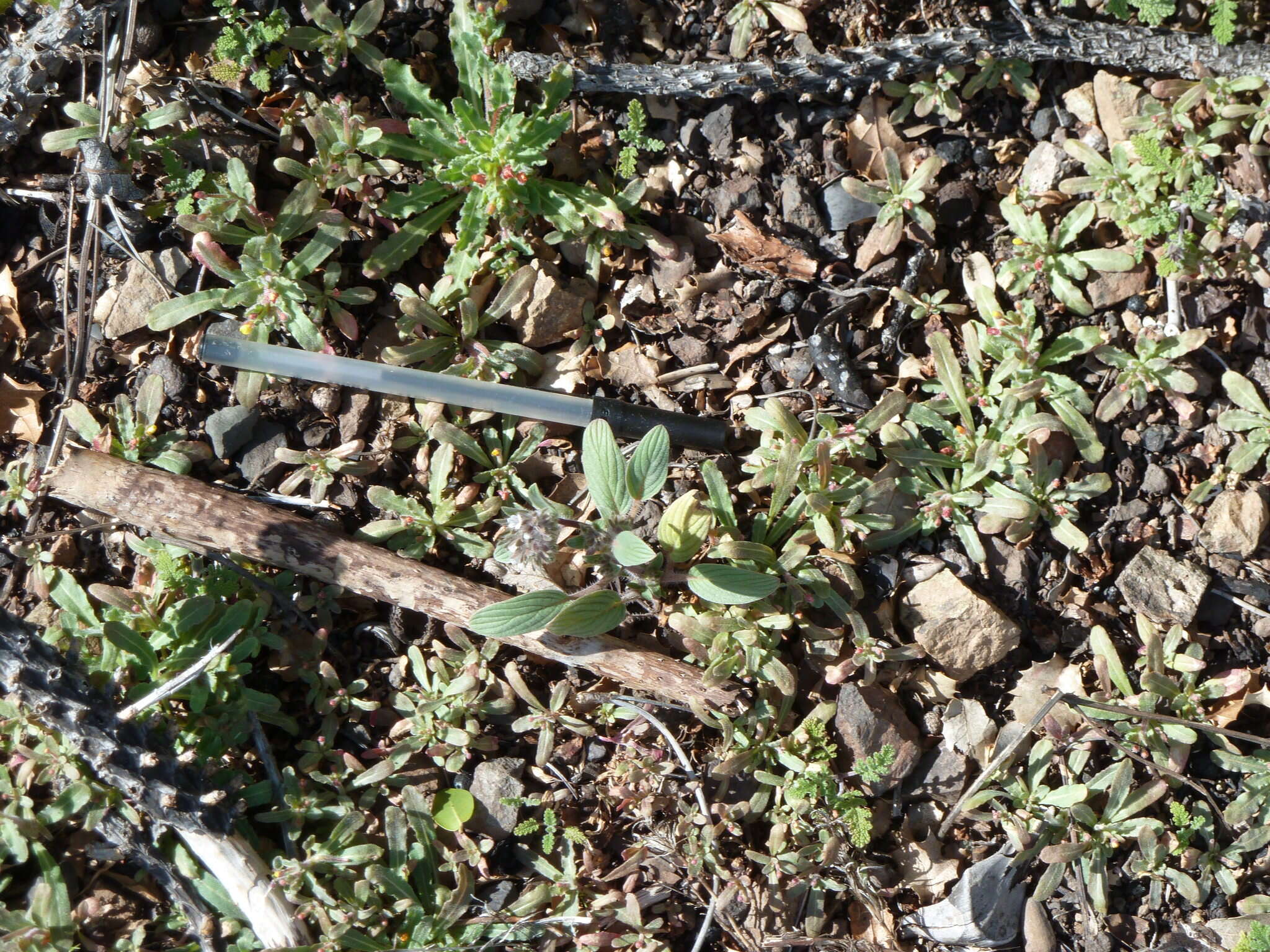 Image of Mt. Diablo phacelia