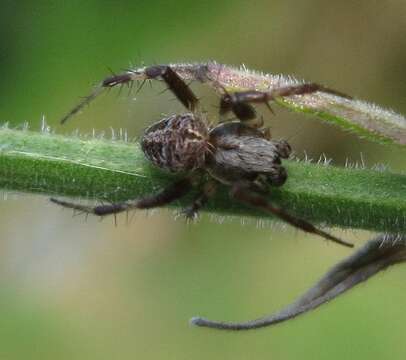 Imagem de Pararaneus perforatus (Thorell 1899)