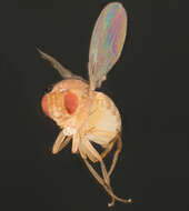 Image of fruit fly