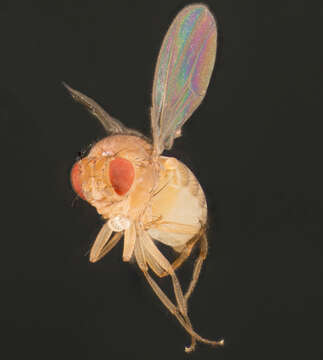 Image of fruit fly