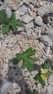 Image of Heracleum stevenii Manden.