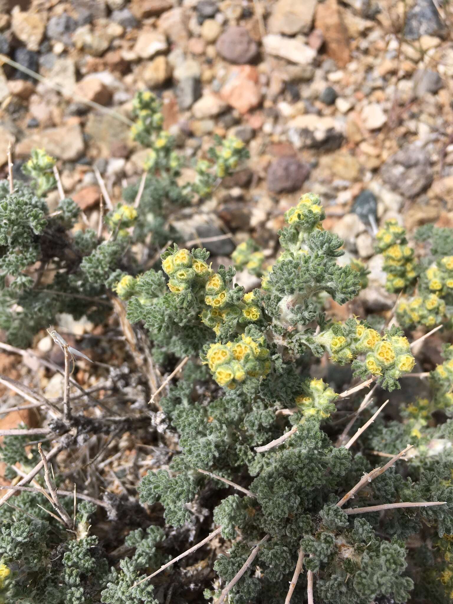 صورة Artemisia spinescens Eaton