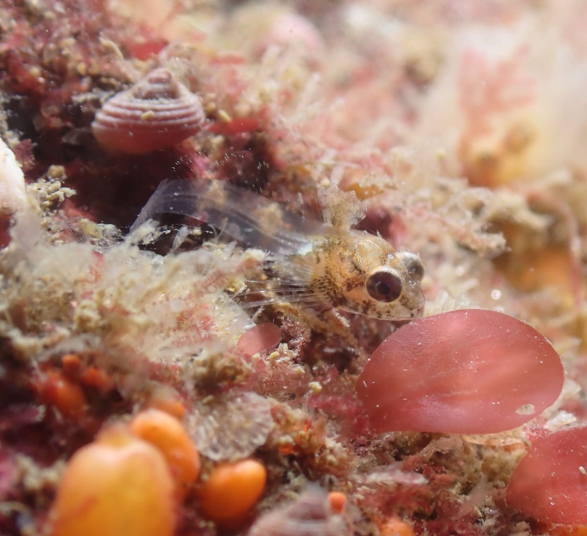 Image of Plumose sculpin