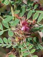 Image of Florida prairie-clover