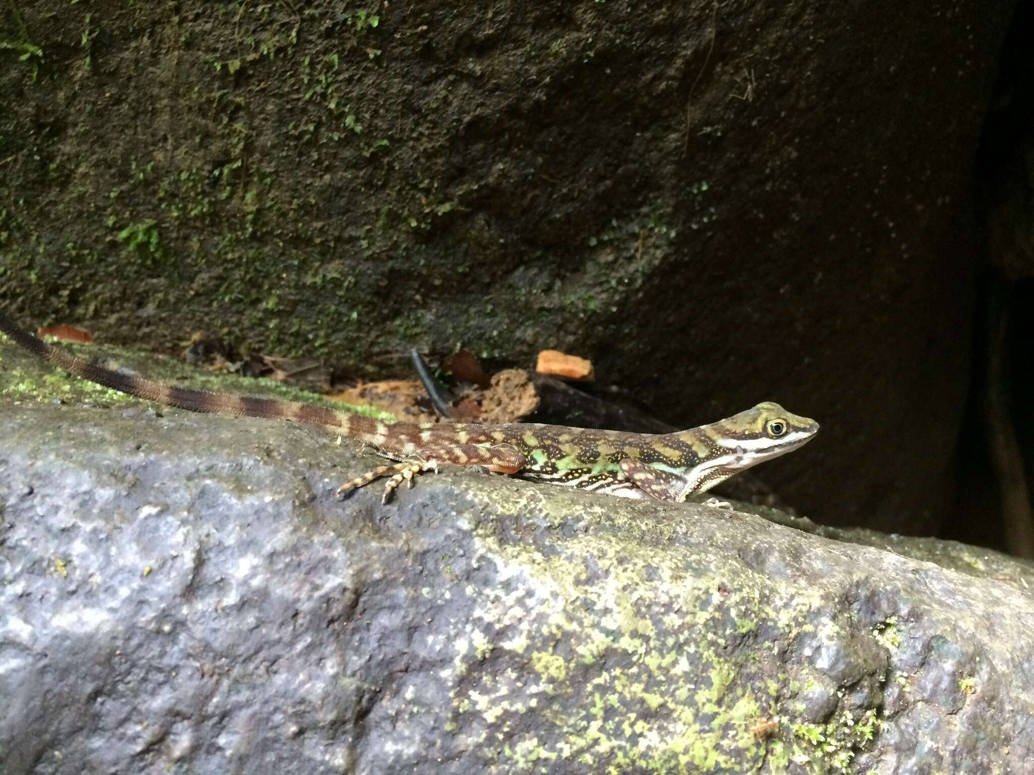 Image of Water  Anole