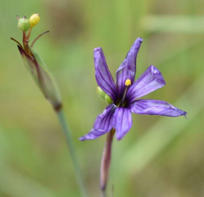 Image of Hitchcock's Blue-Eyed-Grass