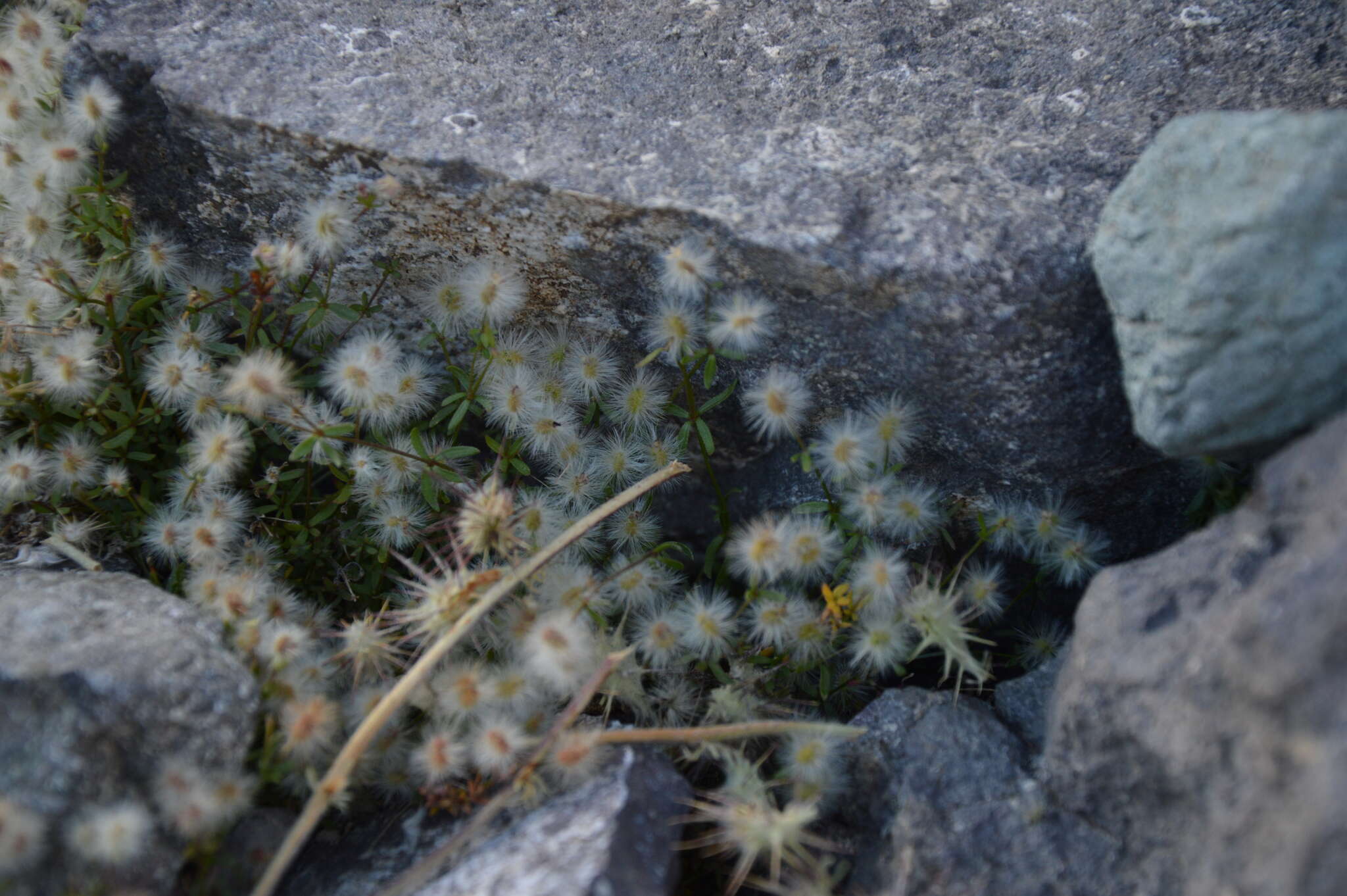 Plancia ëd Galium eriocarpum Bartl. ex DC.