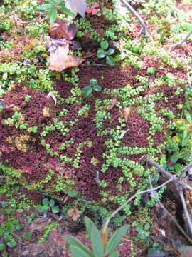 Image of creeping snowberry