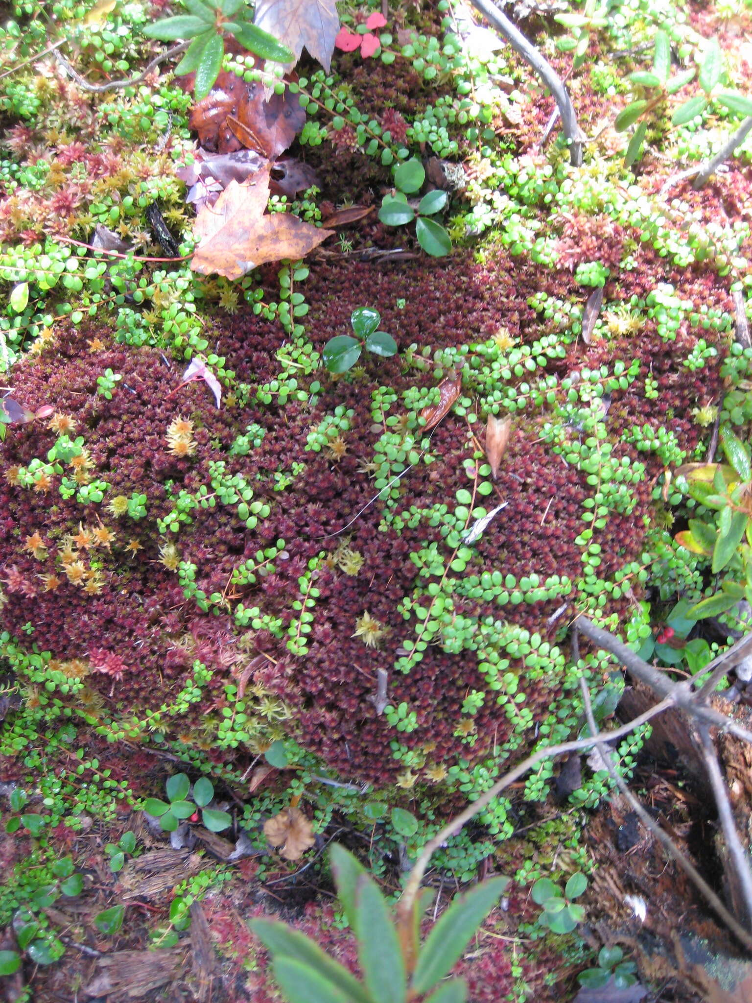 Gaultheria hispidula (L.) Muhl. ex Bigelow的圖片