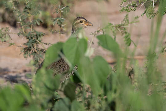 Image of Heuglin's Spurfowl