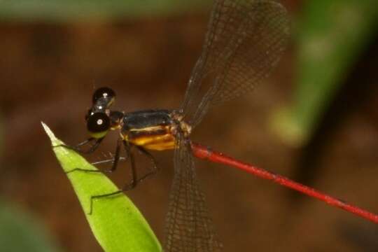 Image of Heteragrion erythrogastrum Selys 1886