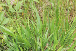 Image of slender rosette grass