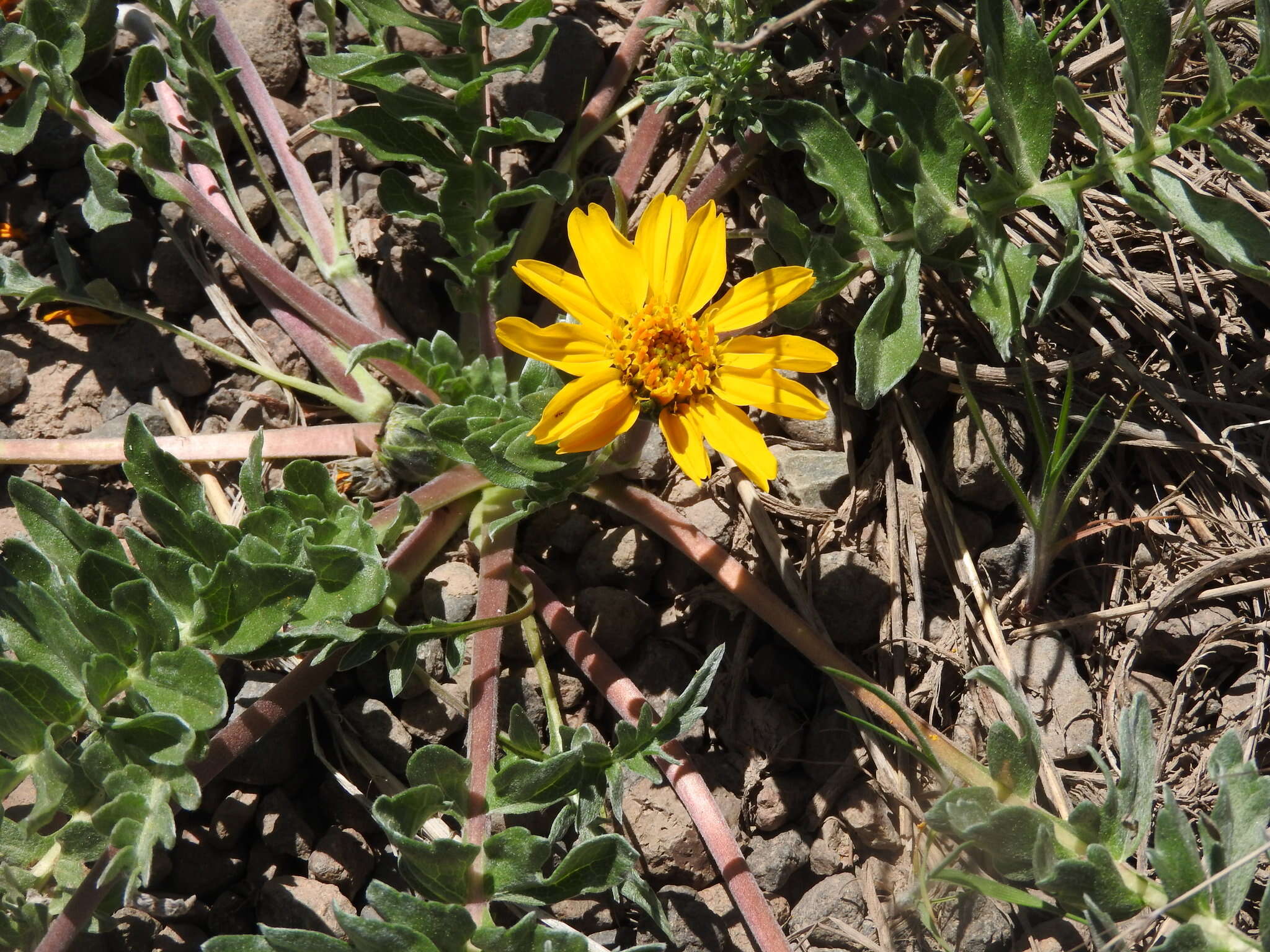 Image of Hooker's balsamroot