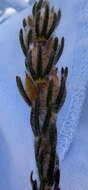 Image of <i>Cyclopia alopecuroides</i>