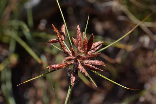 Image of Cyperus usitatus Burch.