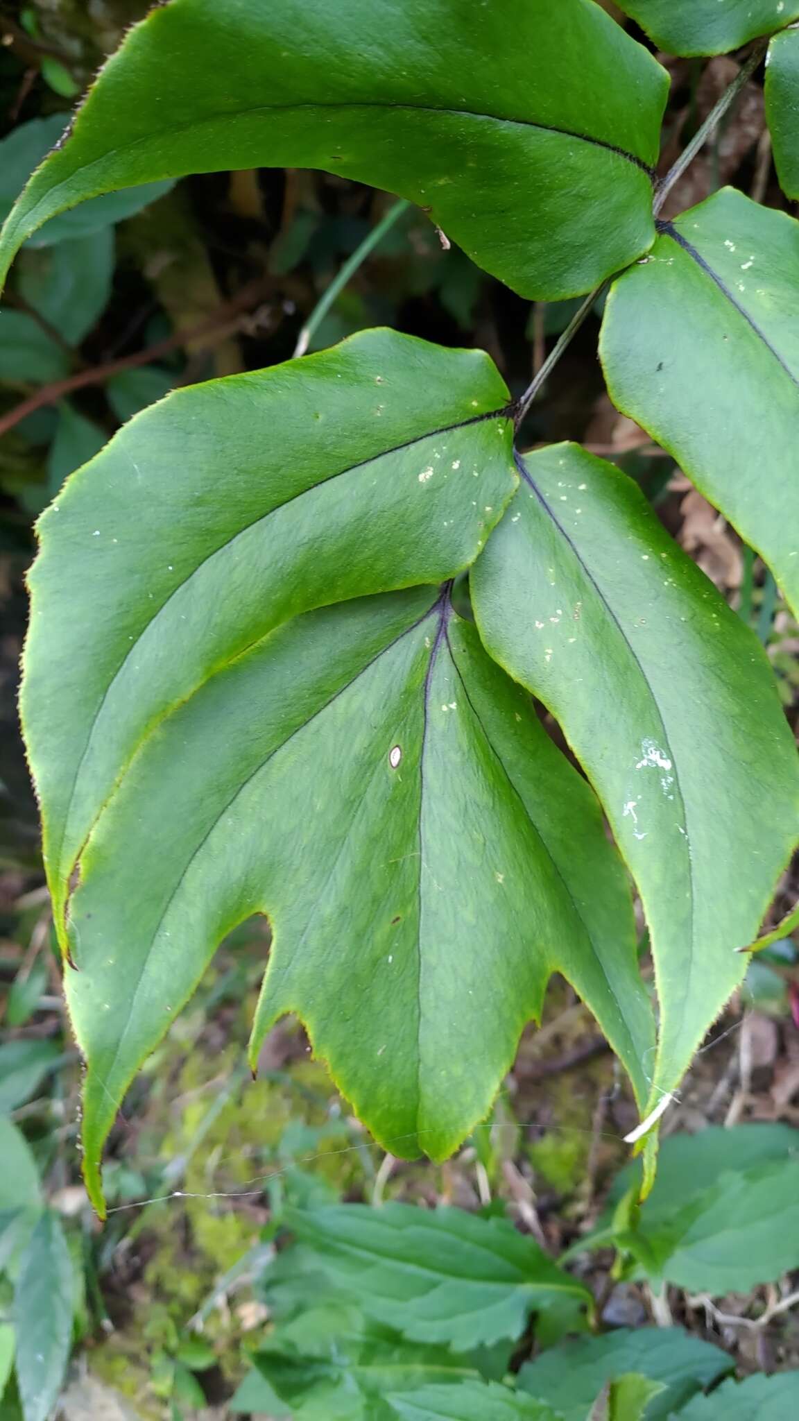 Image of Cyrtomium anomophyllum (Zenker) Fraser-Jenk.