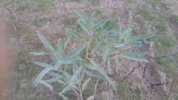 Image of waxyleaf nightshade